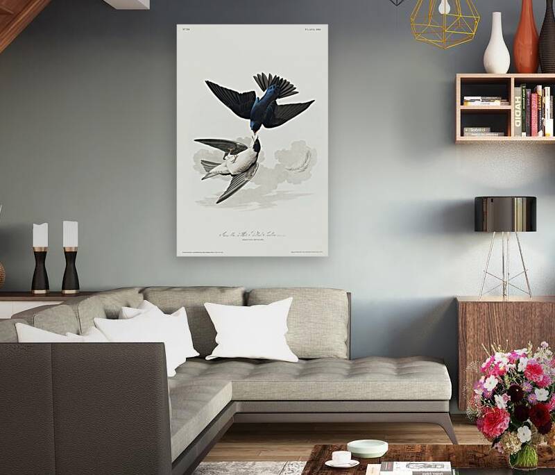 White-bellied Swallow Reproduction