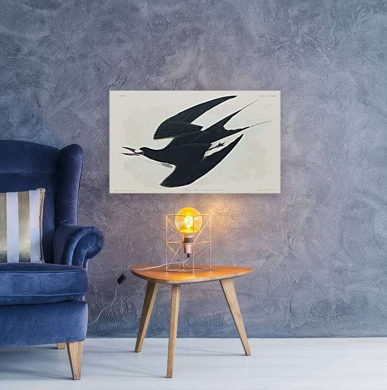 White-bellied Swallow Reproduction