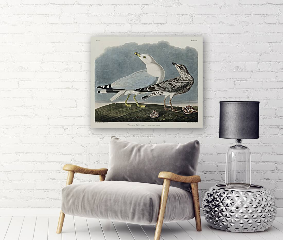 Common American Gull Reproduction