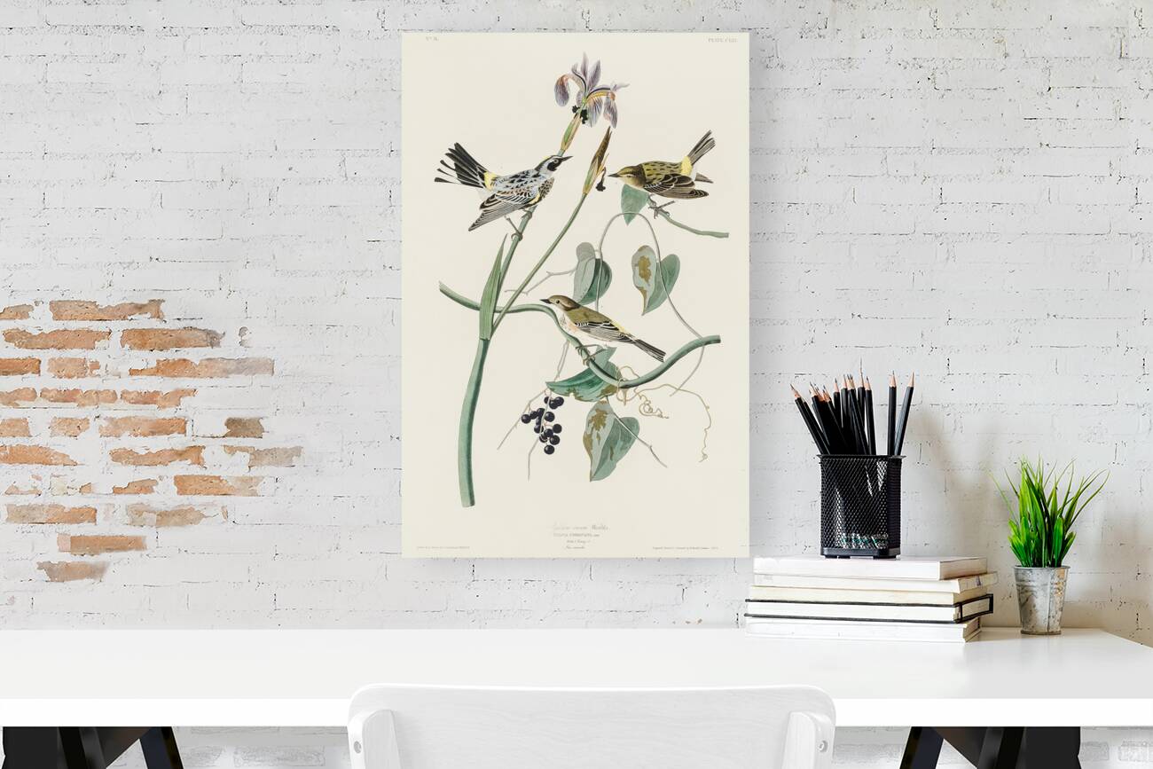 Yellow-crown Warbler Reproduction