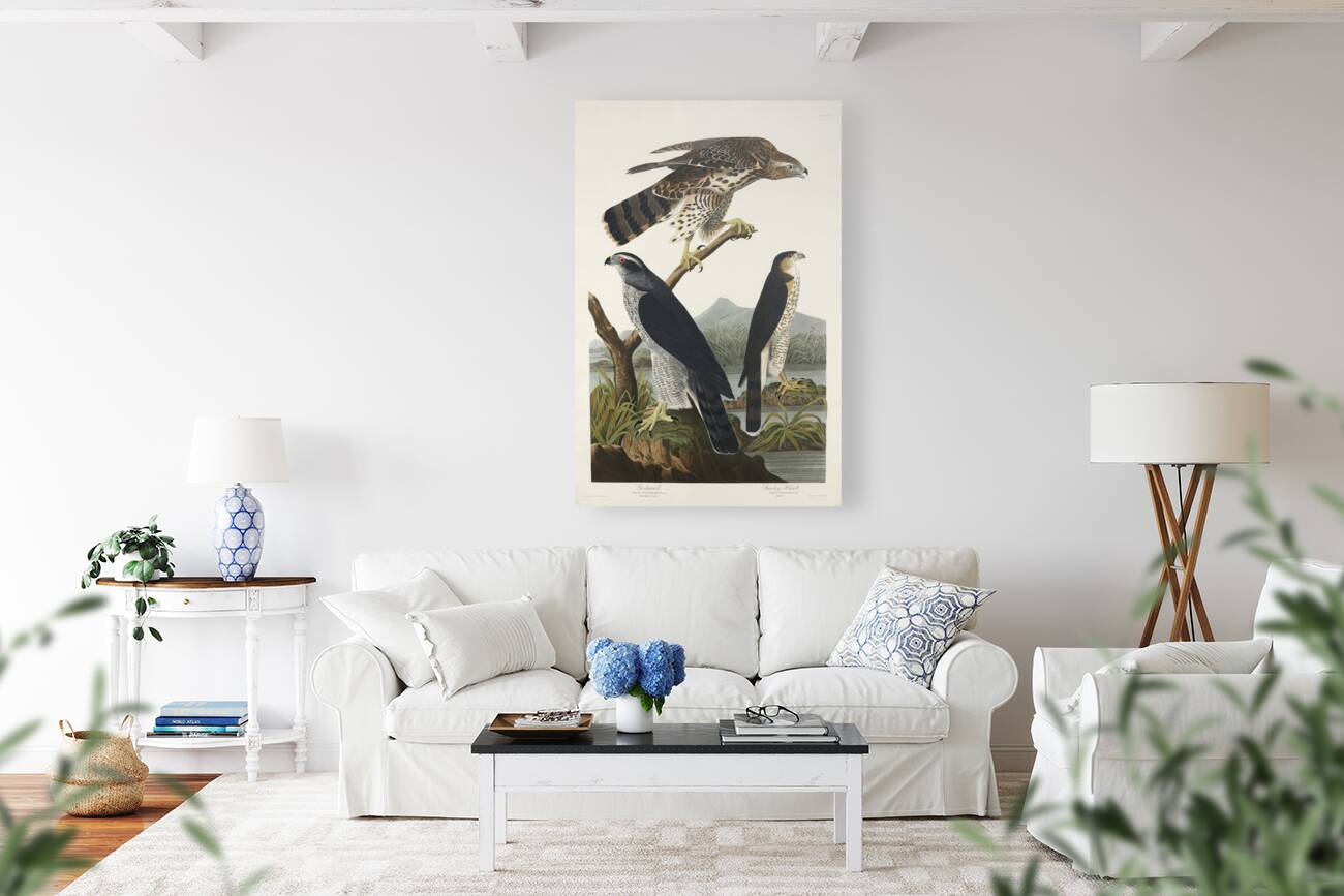 Goshawk and Stanley Hawk Reproduction