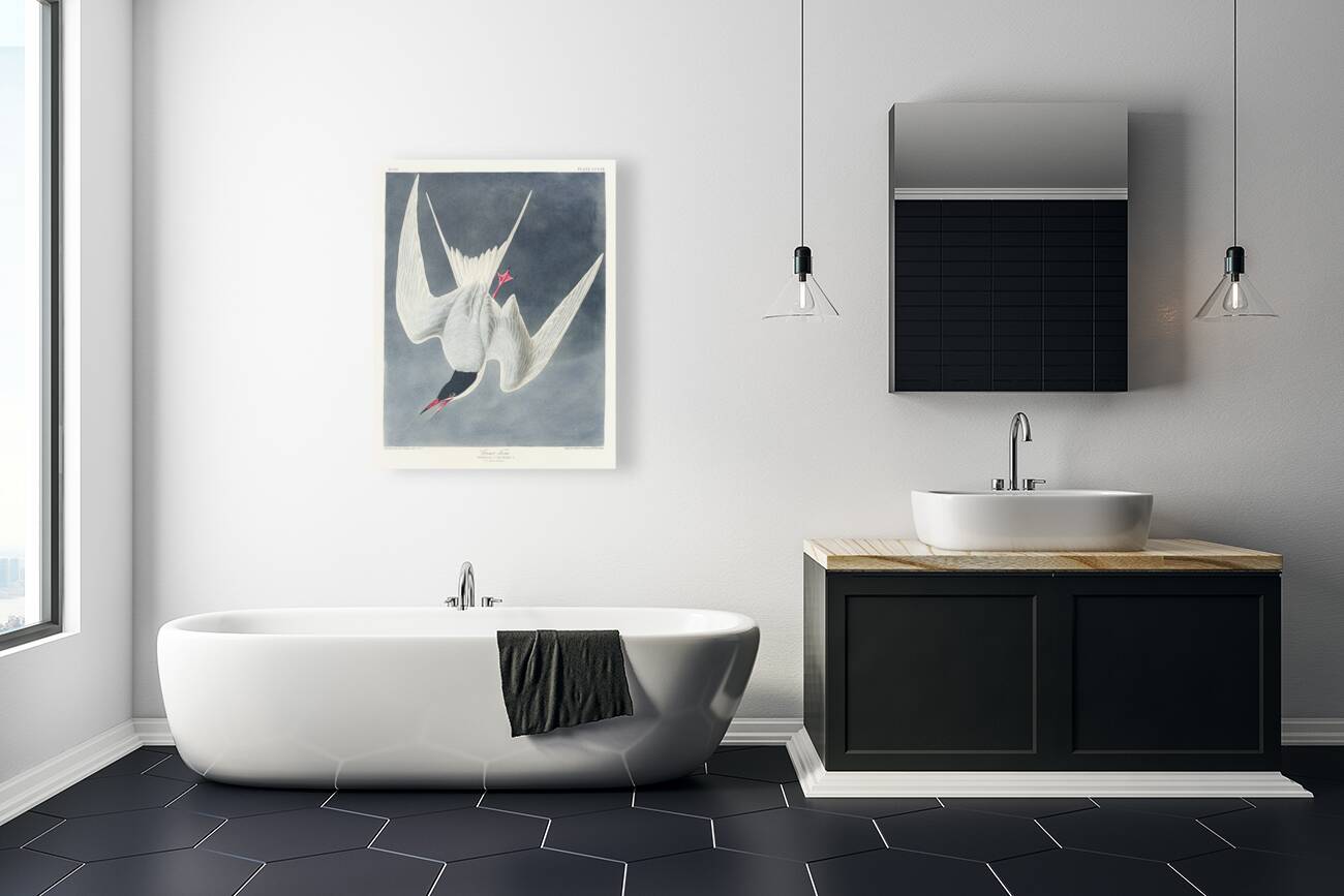 Great Tern Reproduction