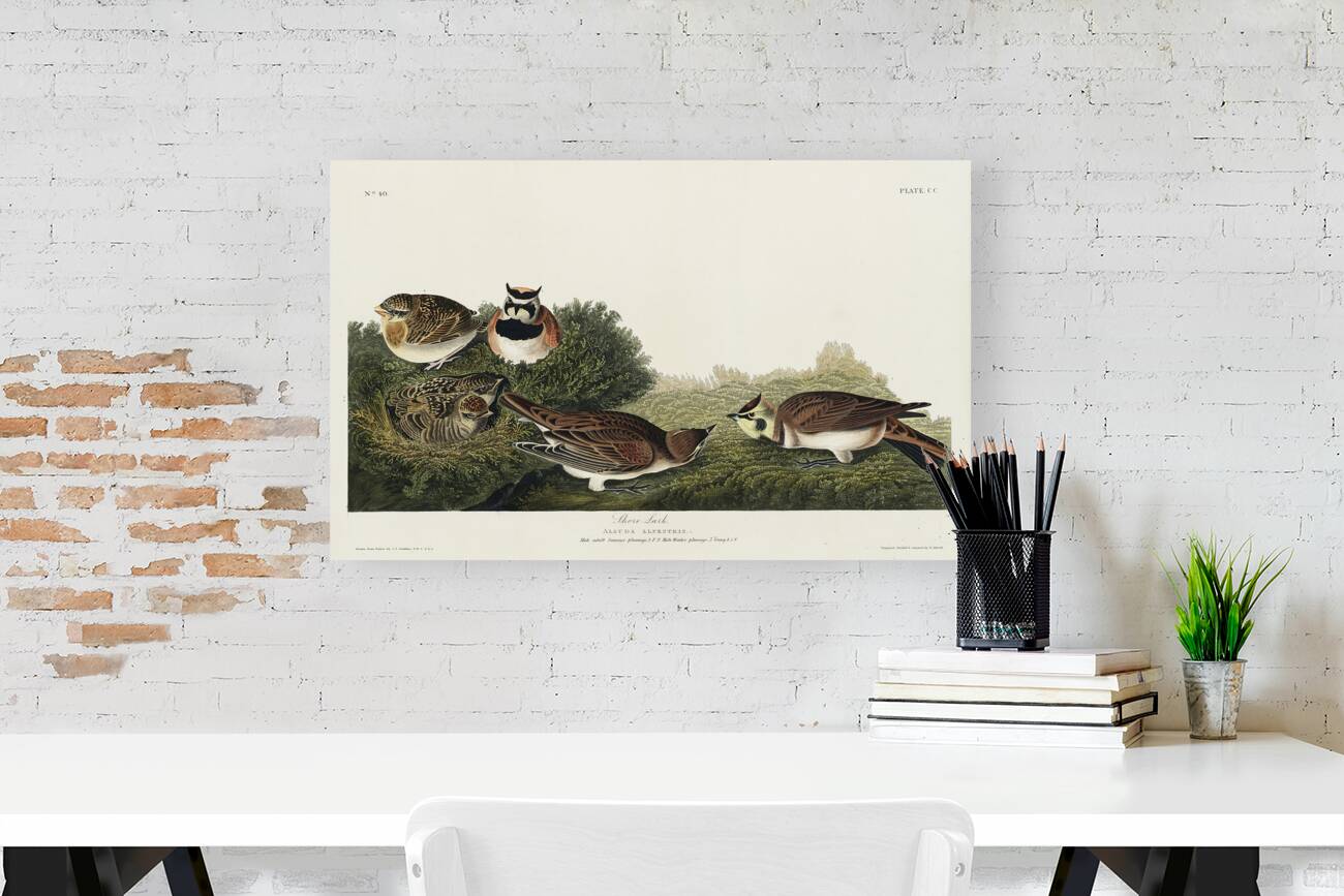 Shore Lark Reproduction