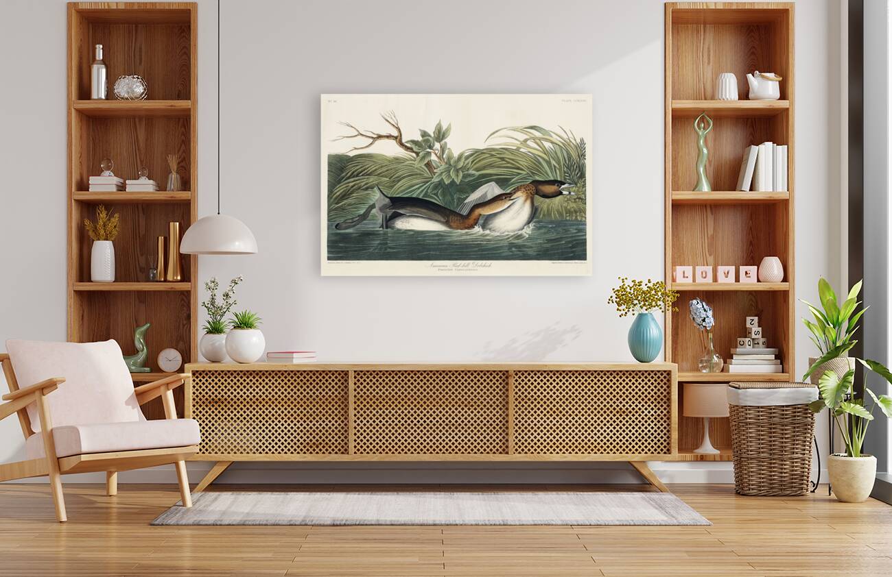 American Pied-billed Reproduction