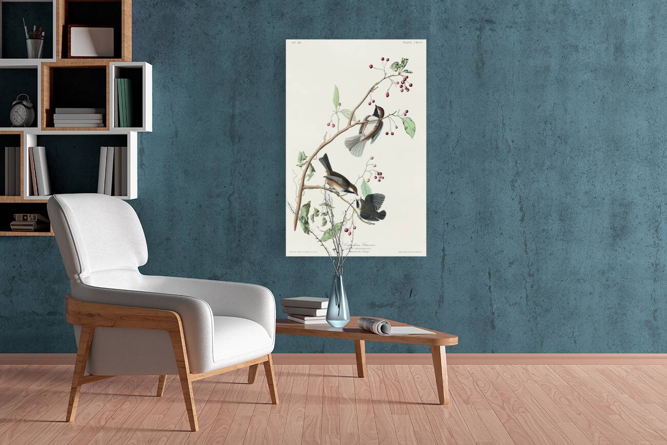 Canadian Titmouse Reproduction