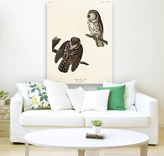 Tengmalms Owl Reproduction