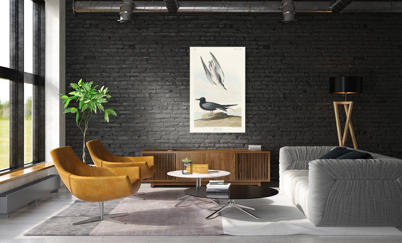 Black Tern Reproduction