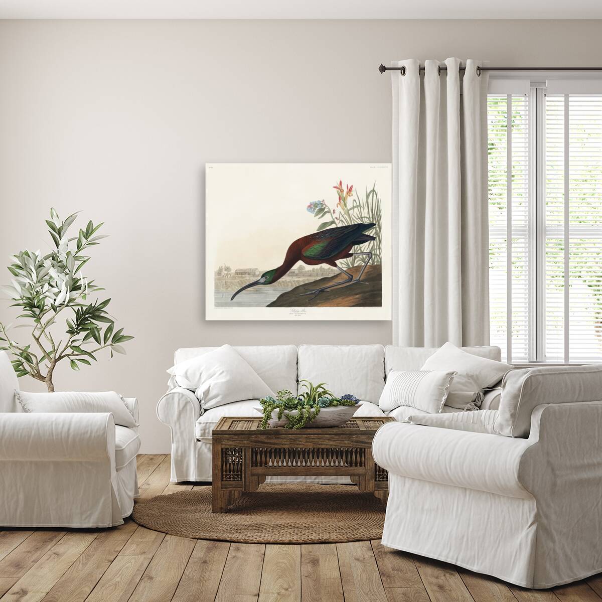 Glossy Ibis Reproduction