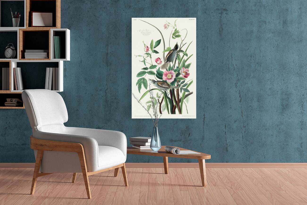 Seaside Finch Reproduction