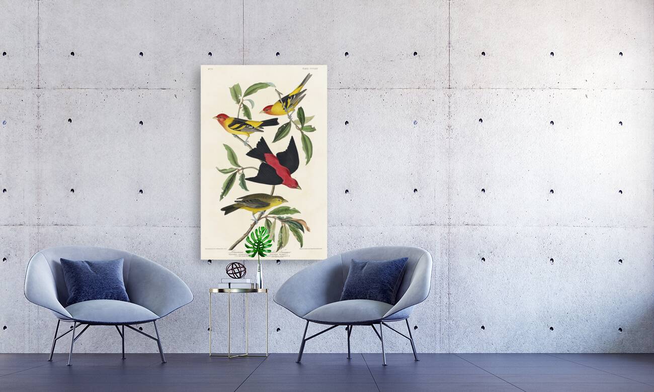 Louisiana Tanager and Scarlet Tanager Reproduction