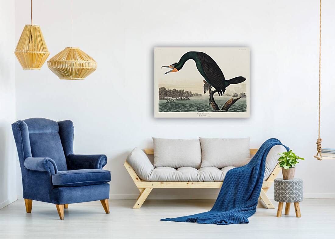 Florida Cormorant Reproduction