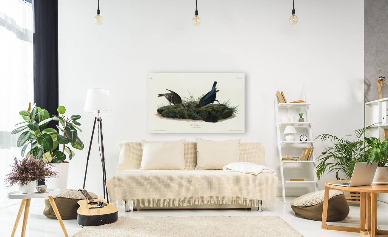 Cow-pen Bird Reproduction