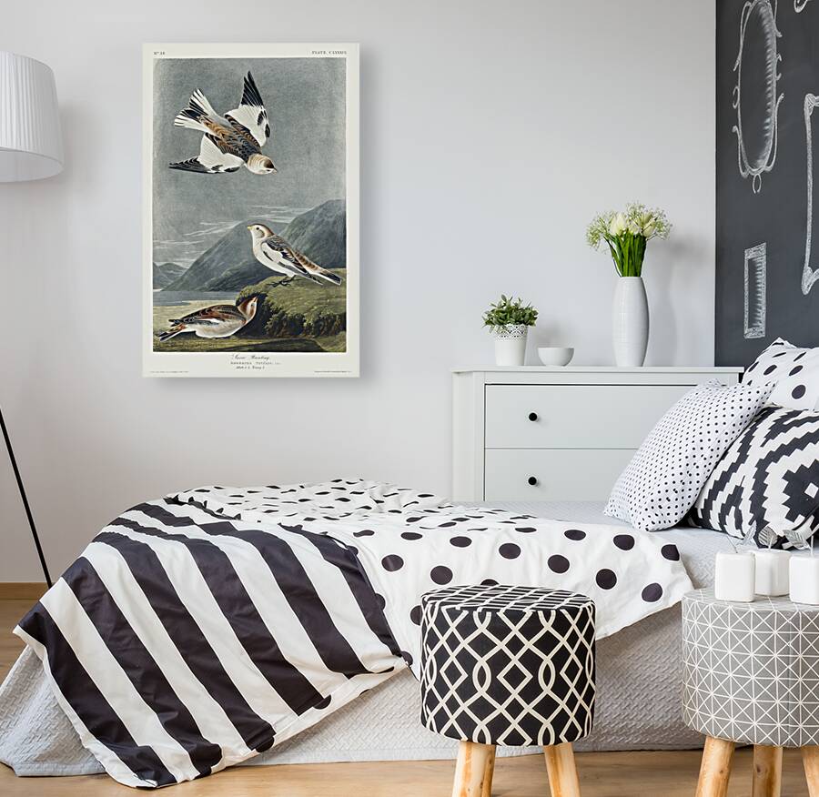 Snow Bunting Reproduction