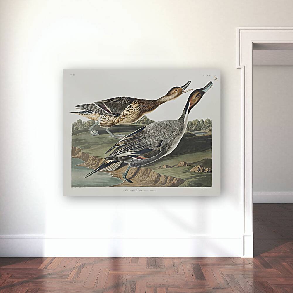 Pin-Tailed Duck Reproduction