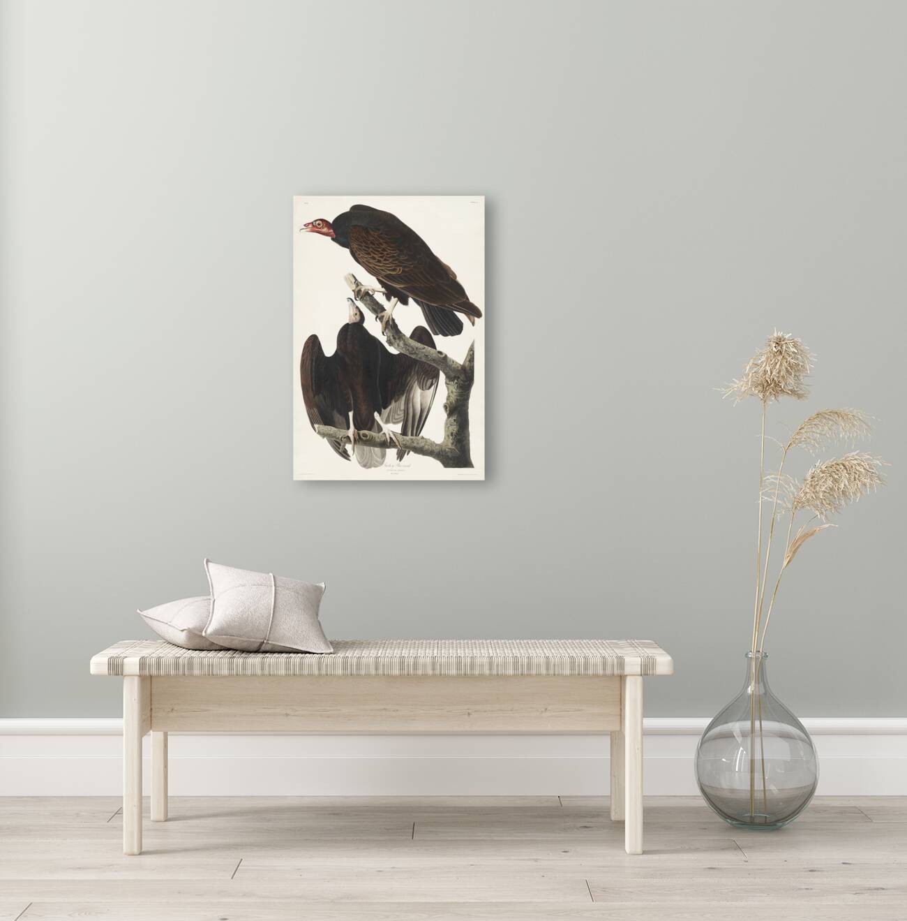 Turkey Buzzard Reproduction