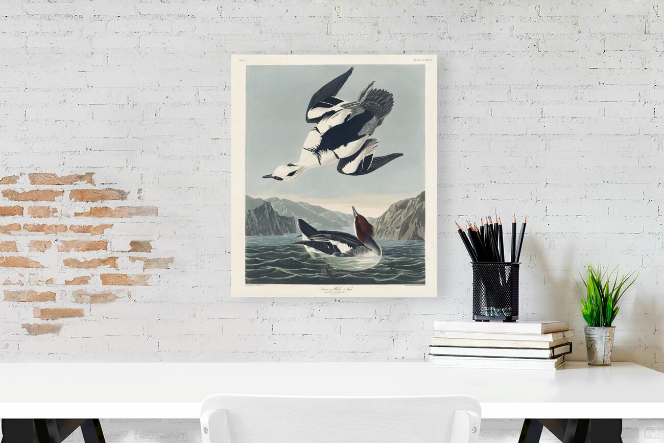 Smew or White Nun Reproduction