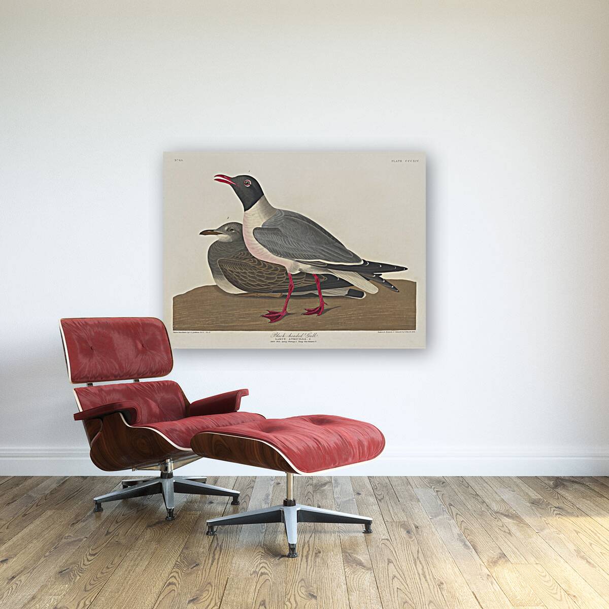 Black-headed Gull Reproduction