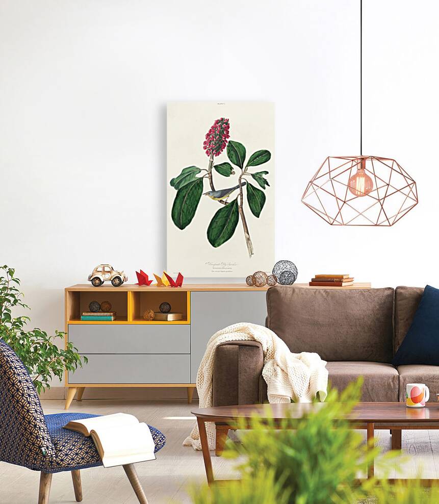 Bonapartes Flycatcher Reproduction