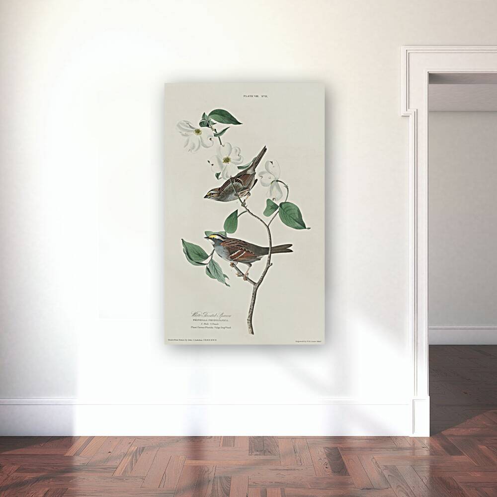 Sanderling Reproduction