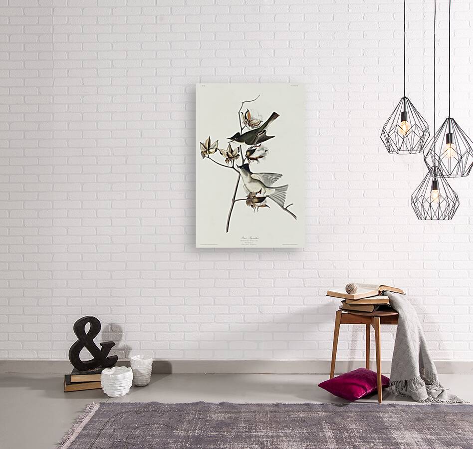 Pewit Flycatcher Reproduction