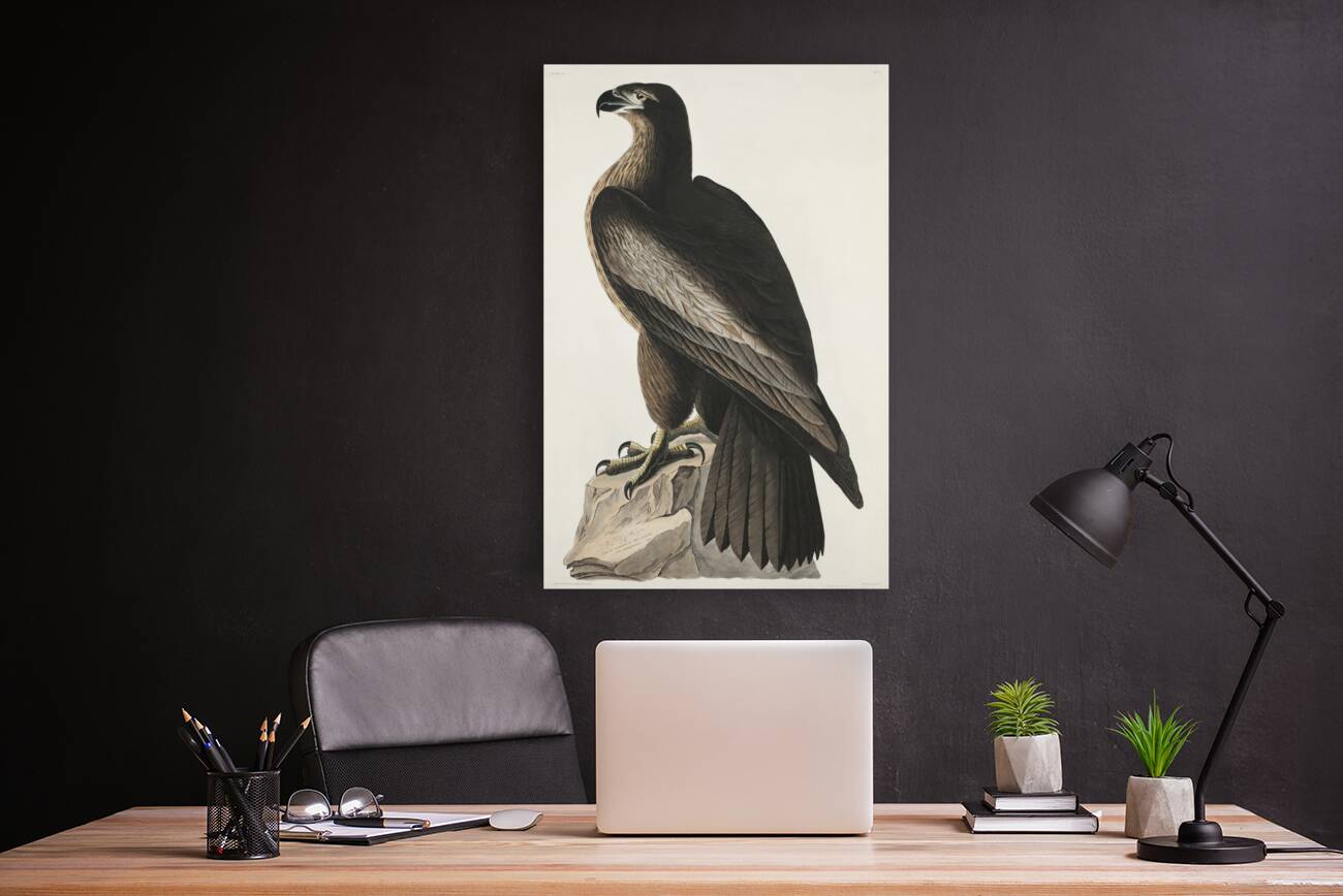 The Bird of Washington or Great American Sea Eagle Reproduction