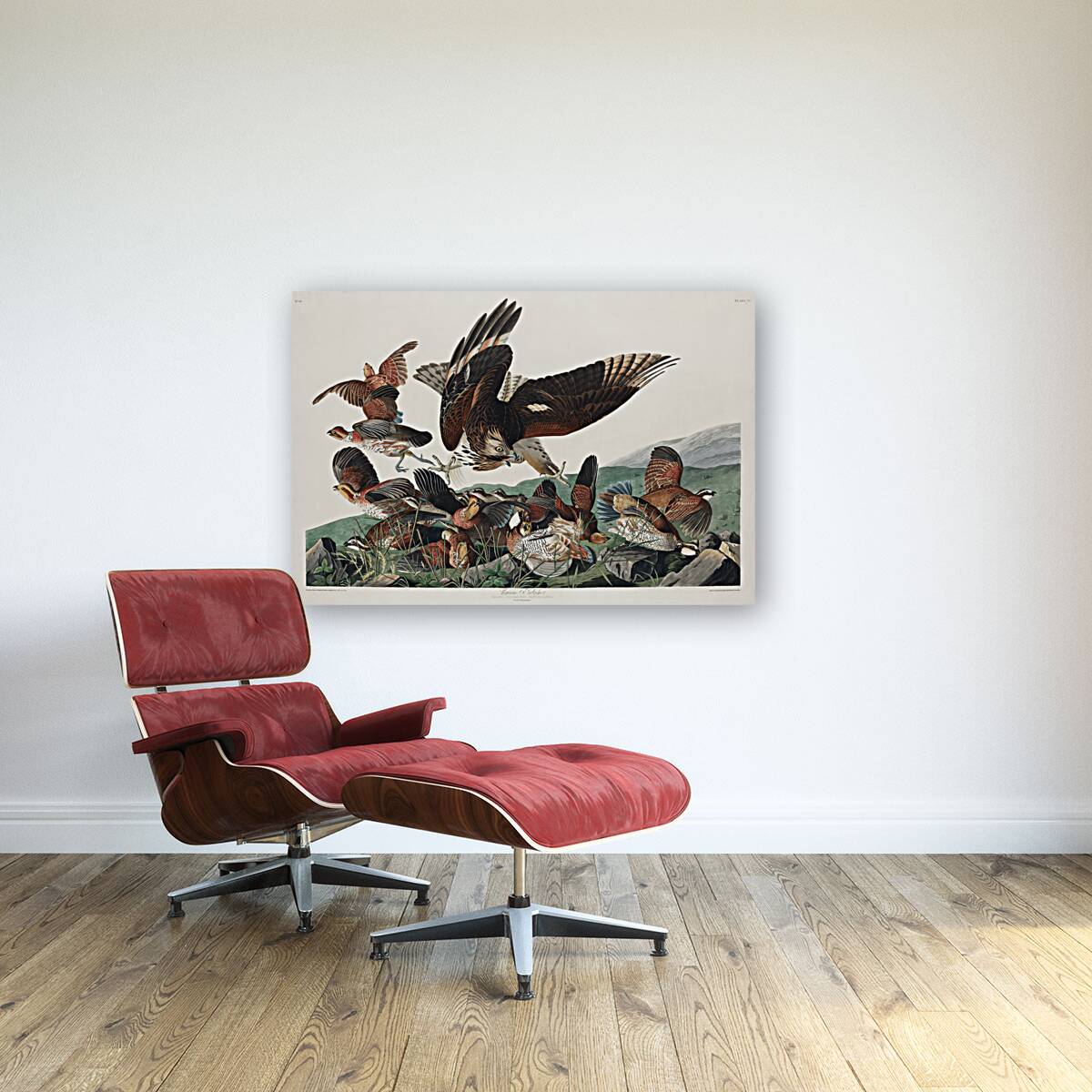 Virginian Partridge Reproduction