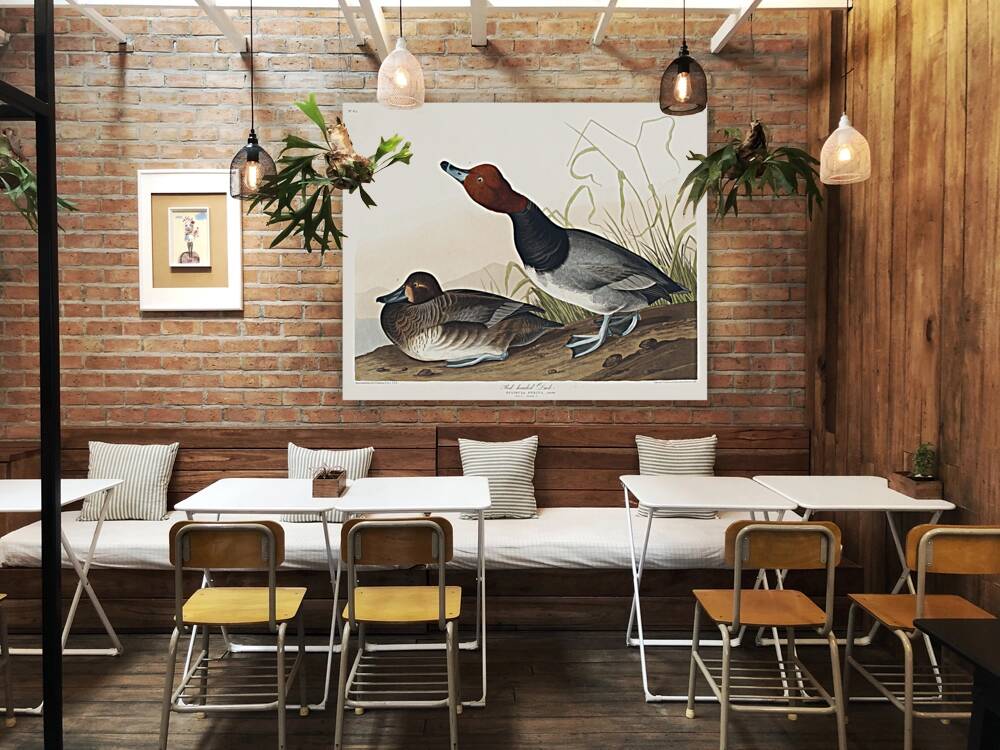 Red-headed Duck Reproduction