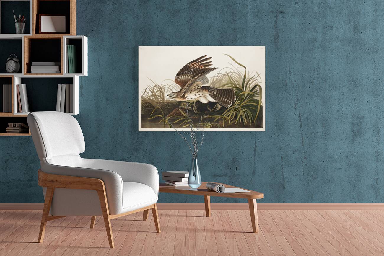 Winter Hawk Reproduction