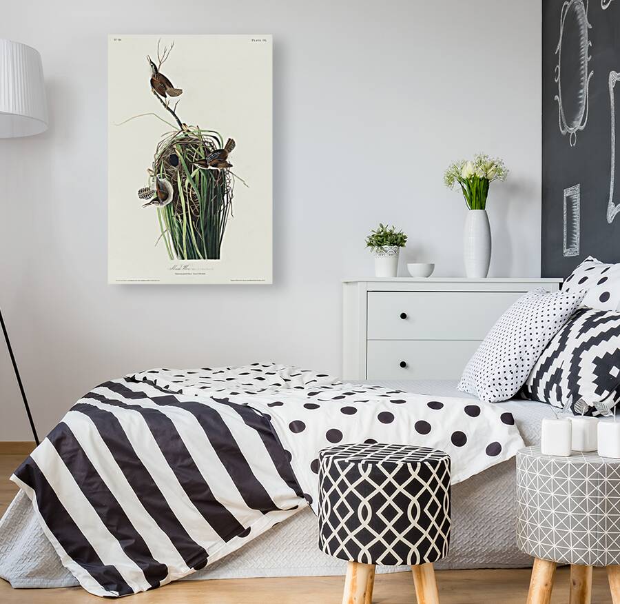 Marsh Wren Reproduction