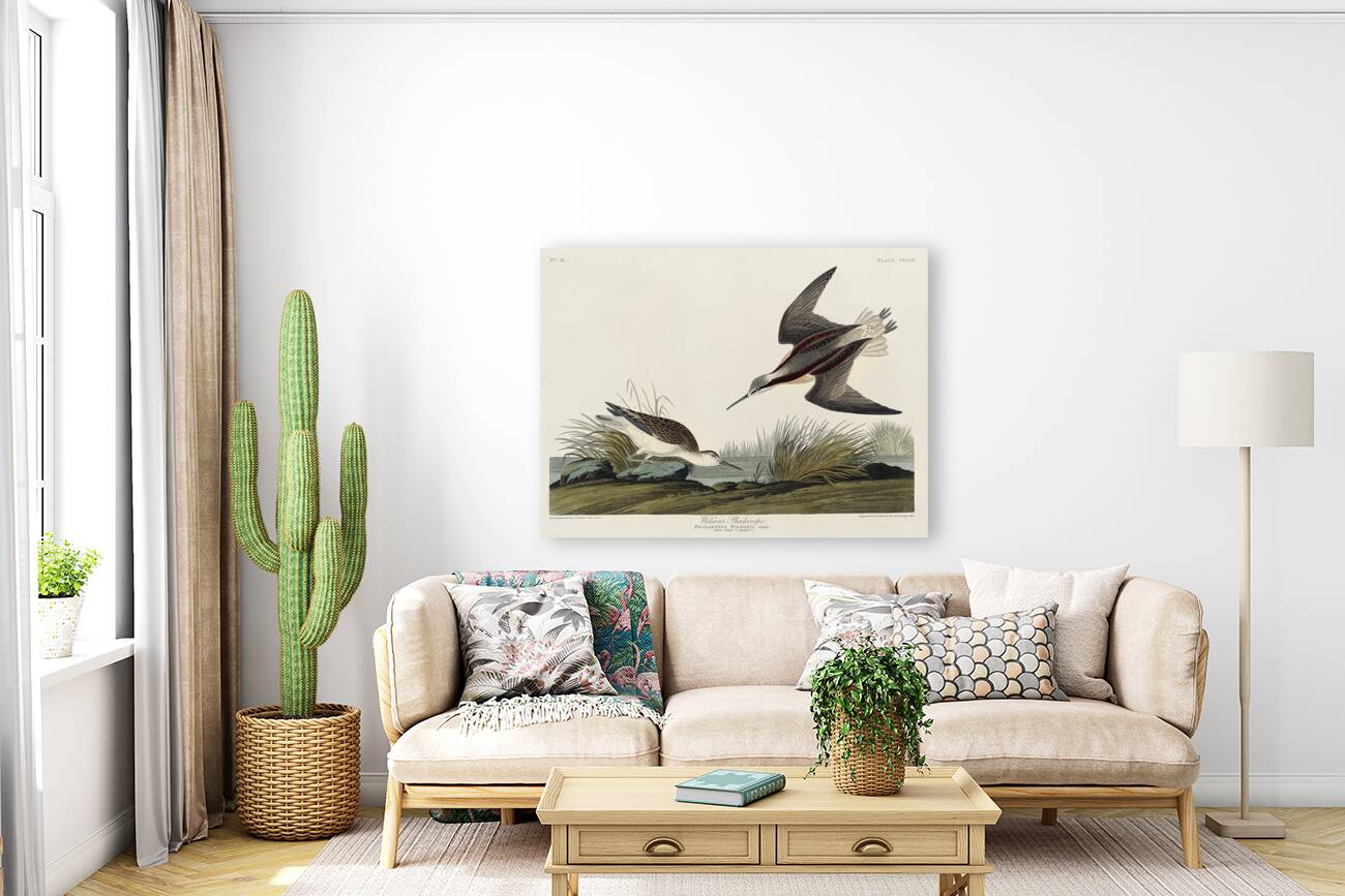 Wilsons Phalarope Reproduction