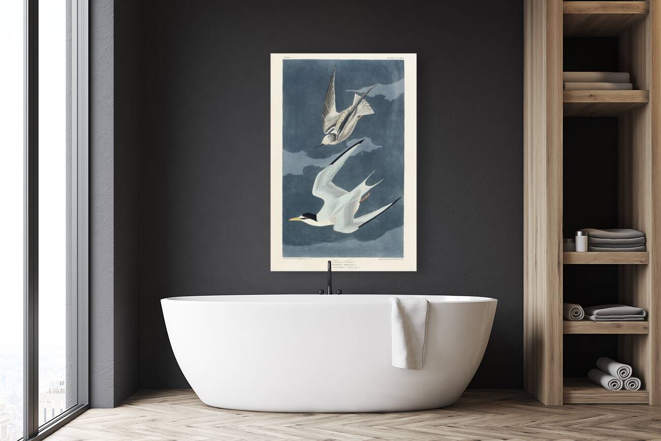 Lesser Tern Reproduction