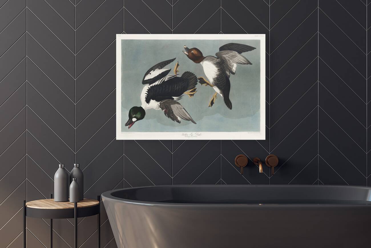 Golden-eye Duck Reproduction