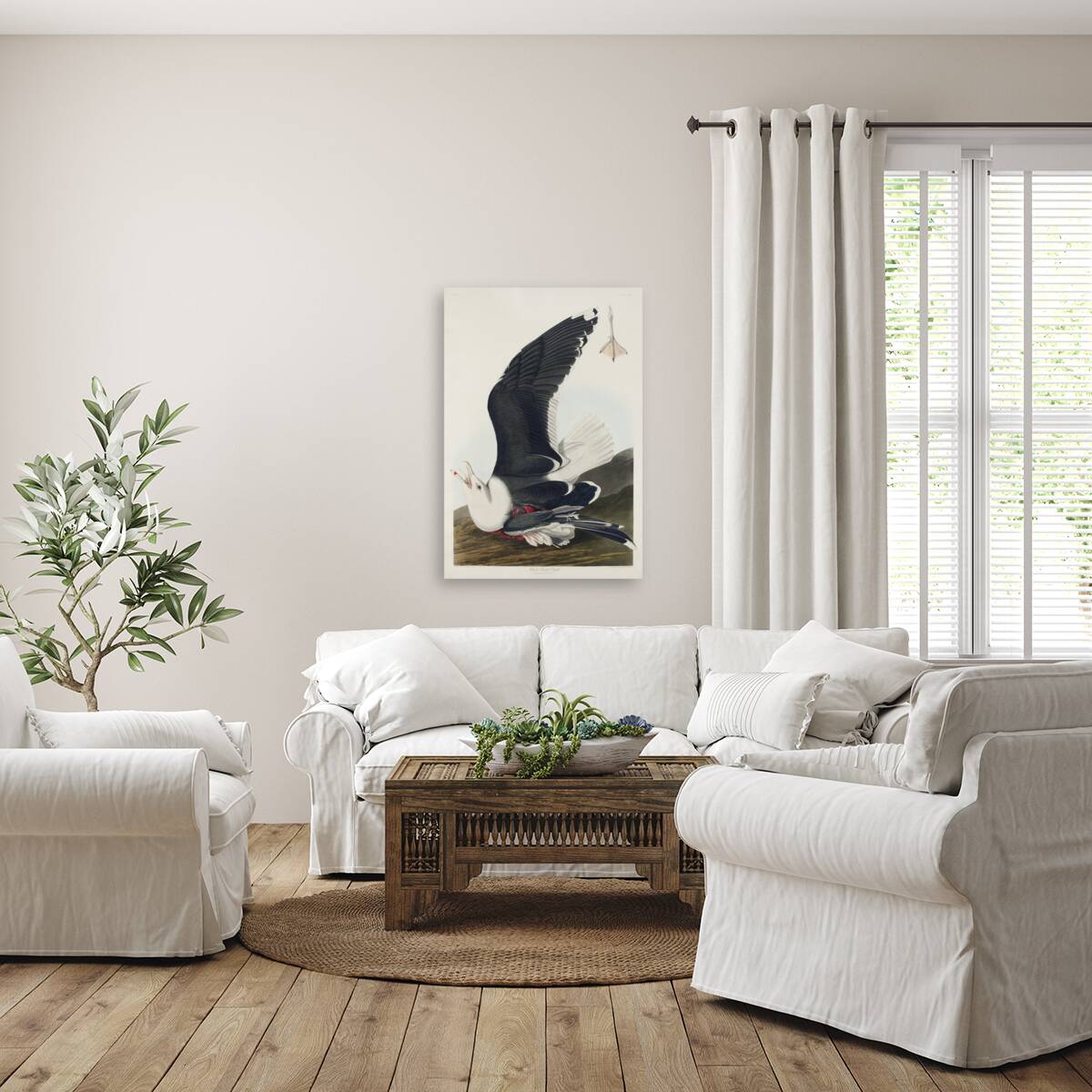 Black Backed Gull Reproduction