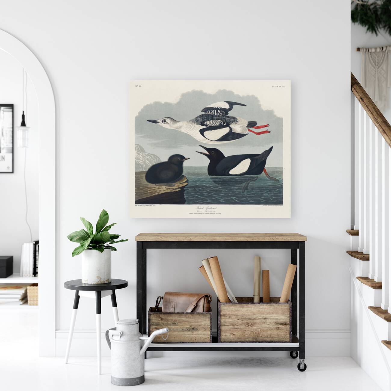 Black Guillemot Reproduction