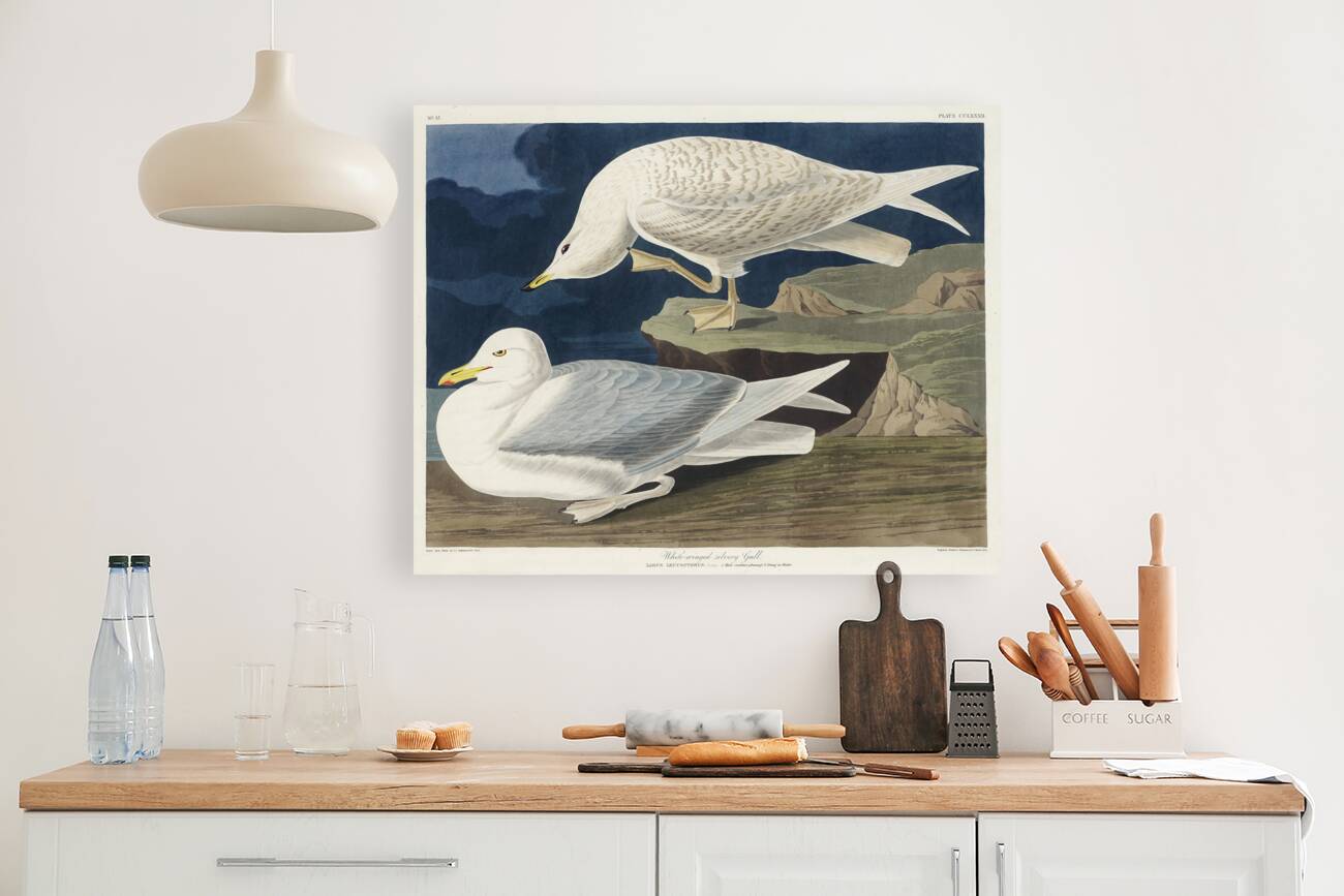 White-winged silvery Gull Reproduction