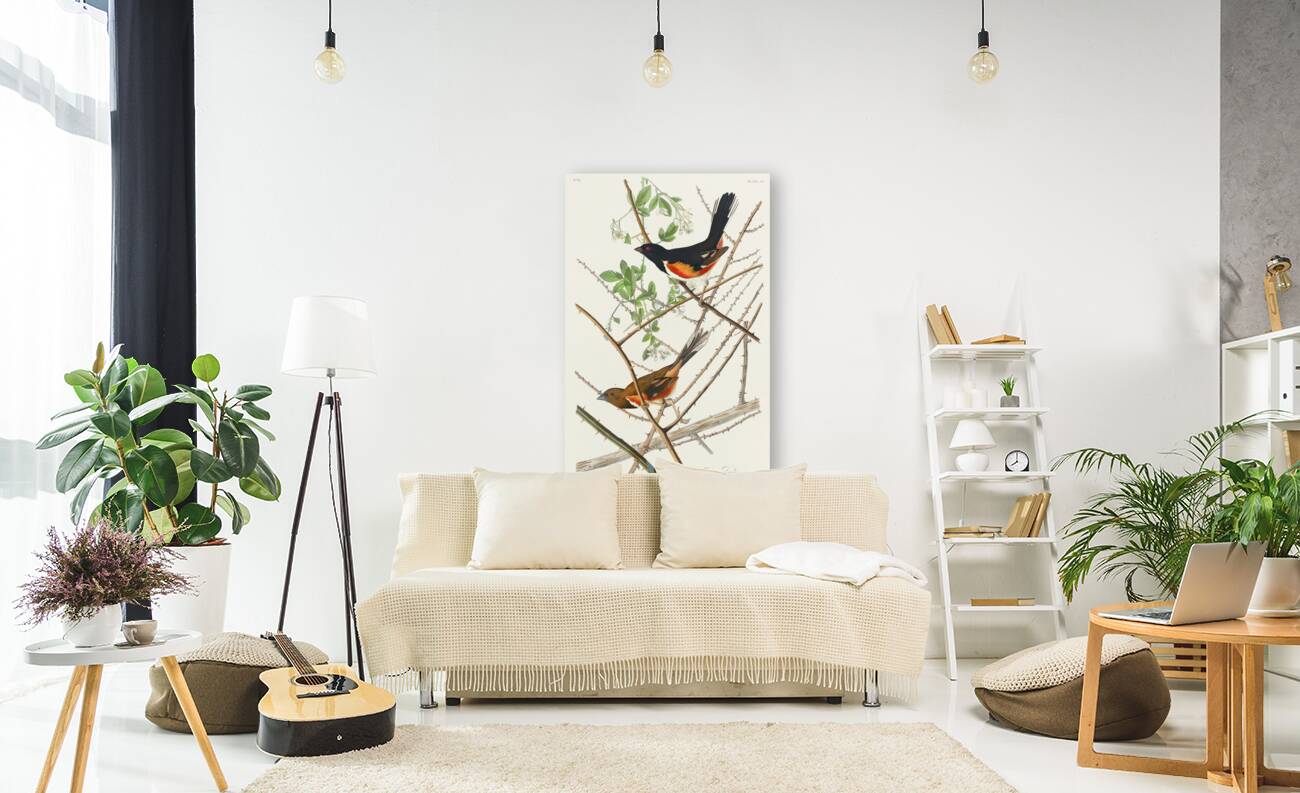 Towee Bunting Reproduction