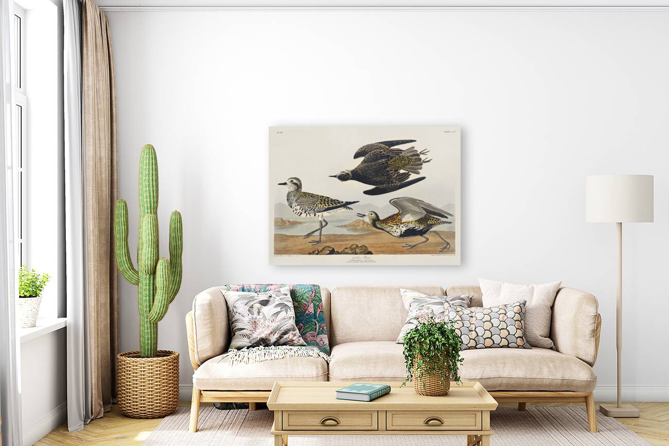 Golden Plover Reproduction