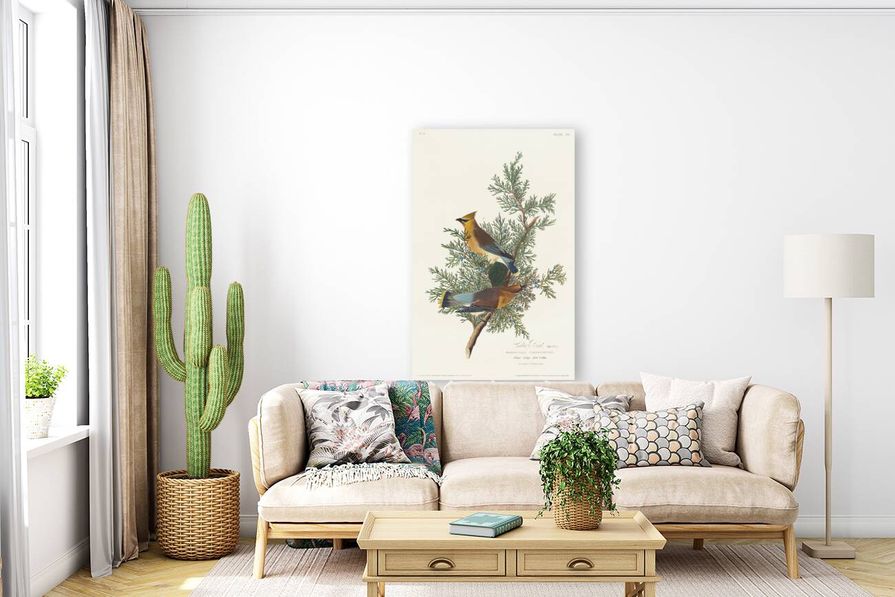 Cedar Bird Reproduction