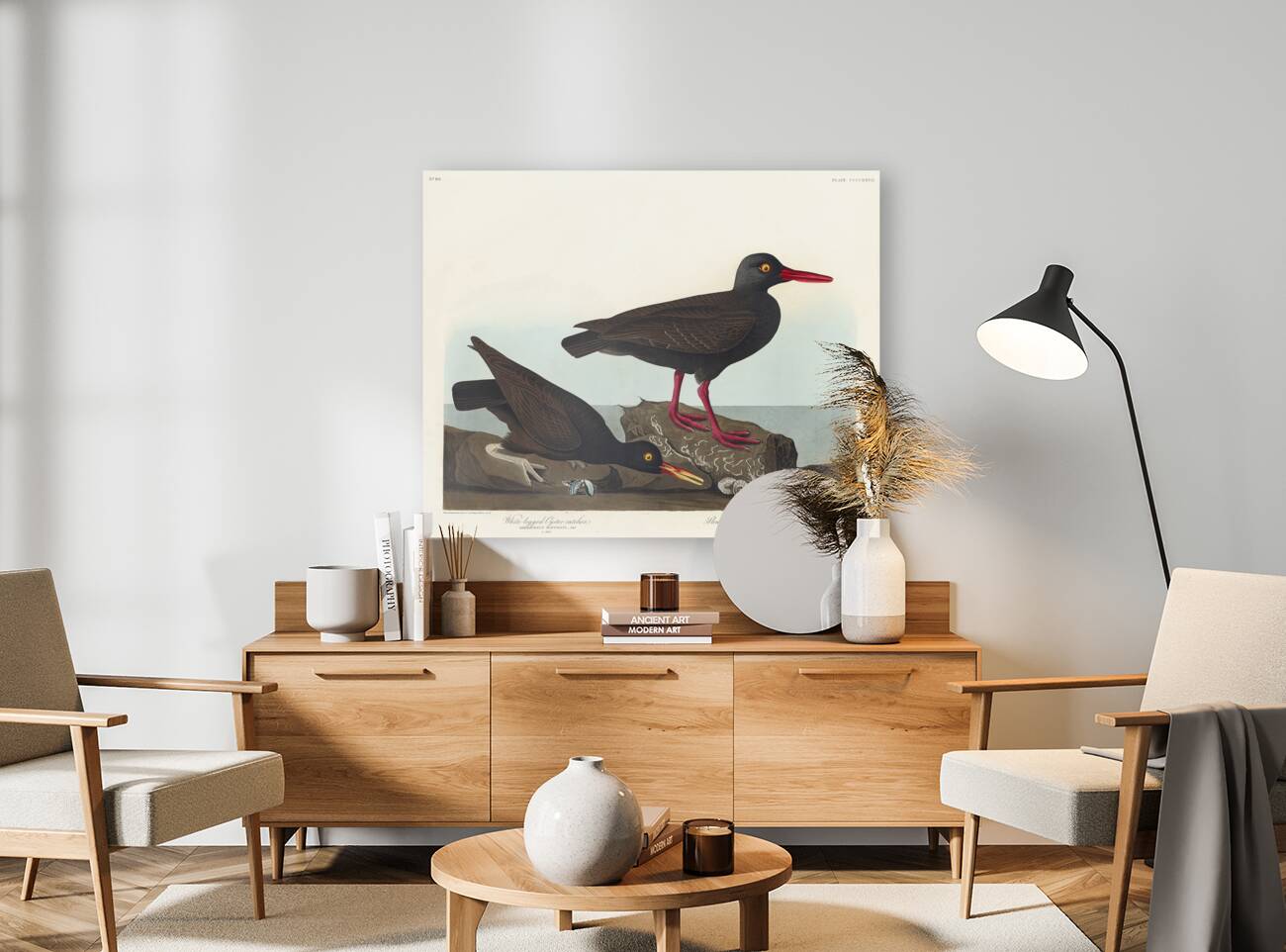 White-legged Oyster-catcher or Slender-billed Oyster-catcher Reproduction