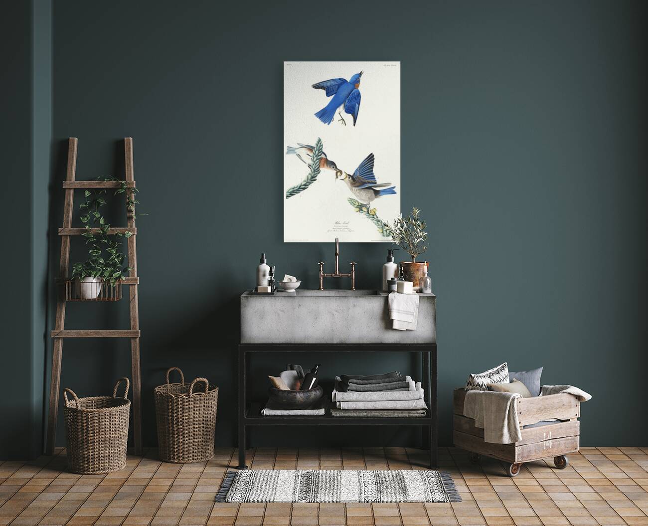 Blue-bird Reproduction