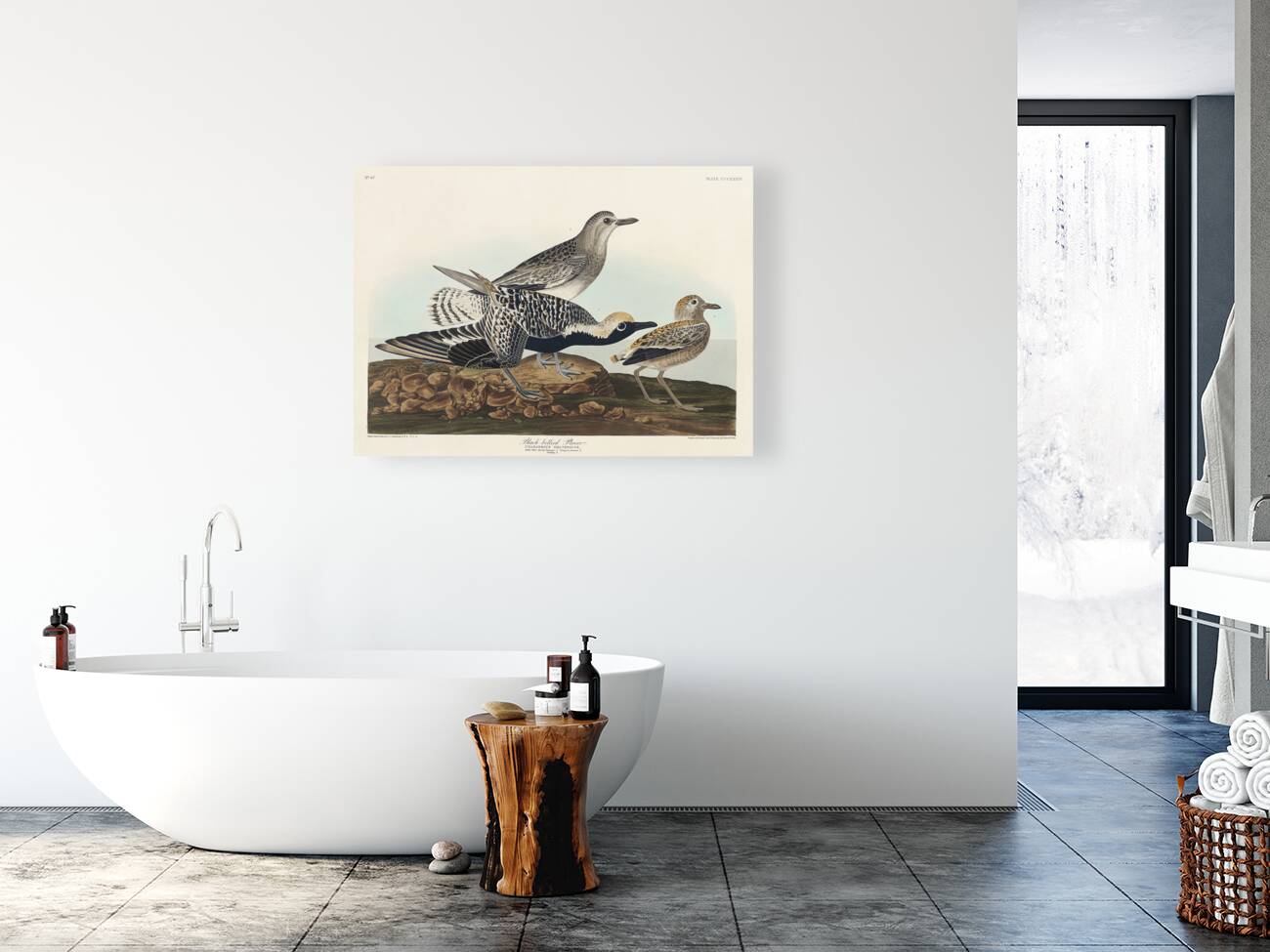 Black-bellied Plover Reproduction