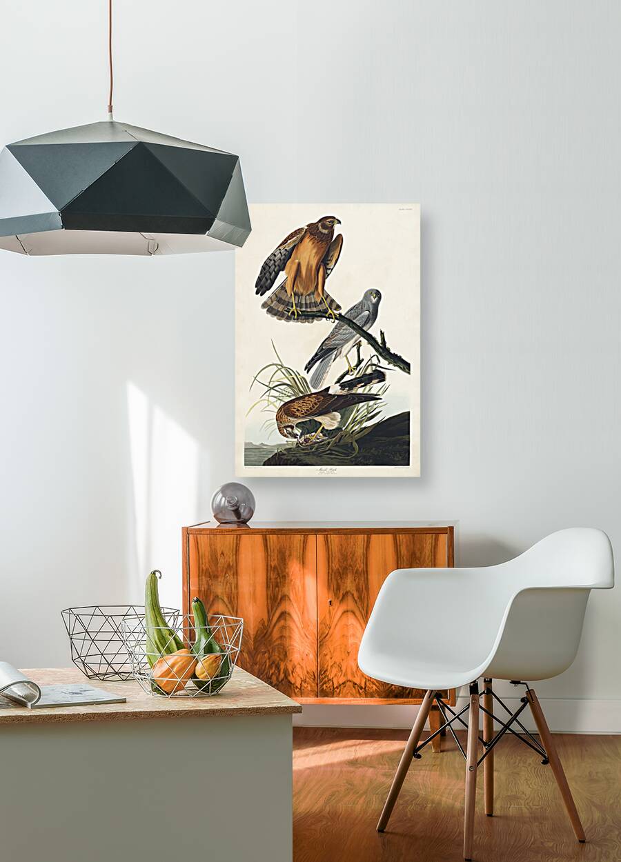 Marsh Hawk Reproduction