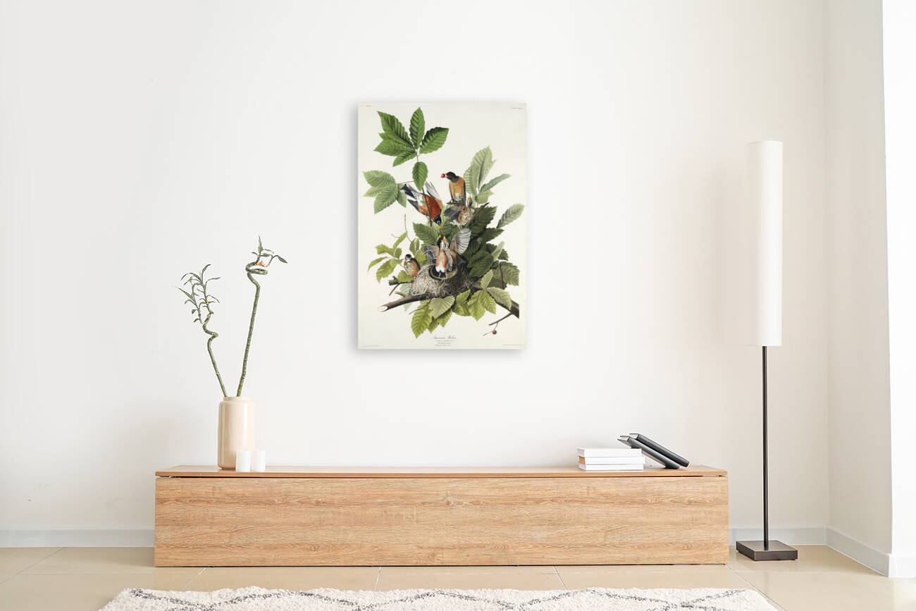 American Robin Reproduction