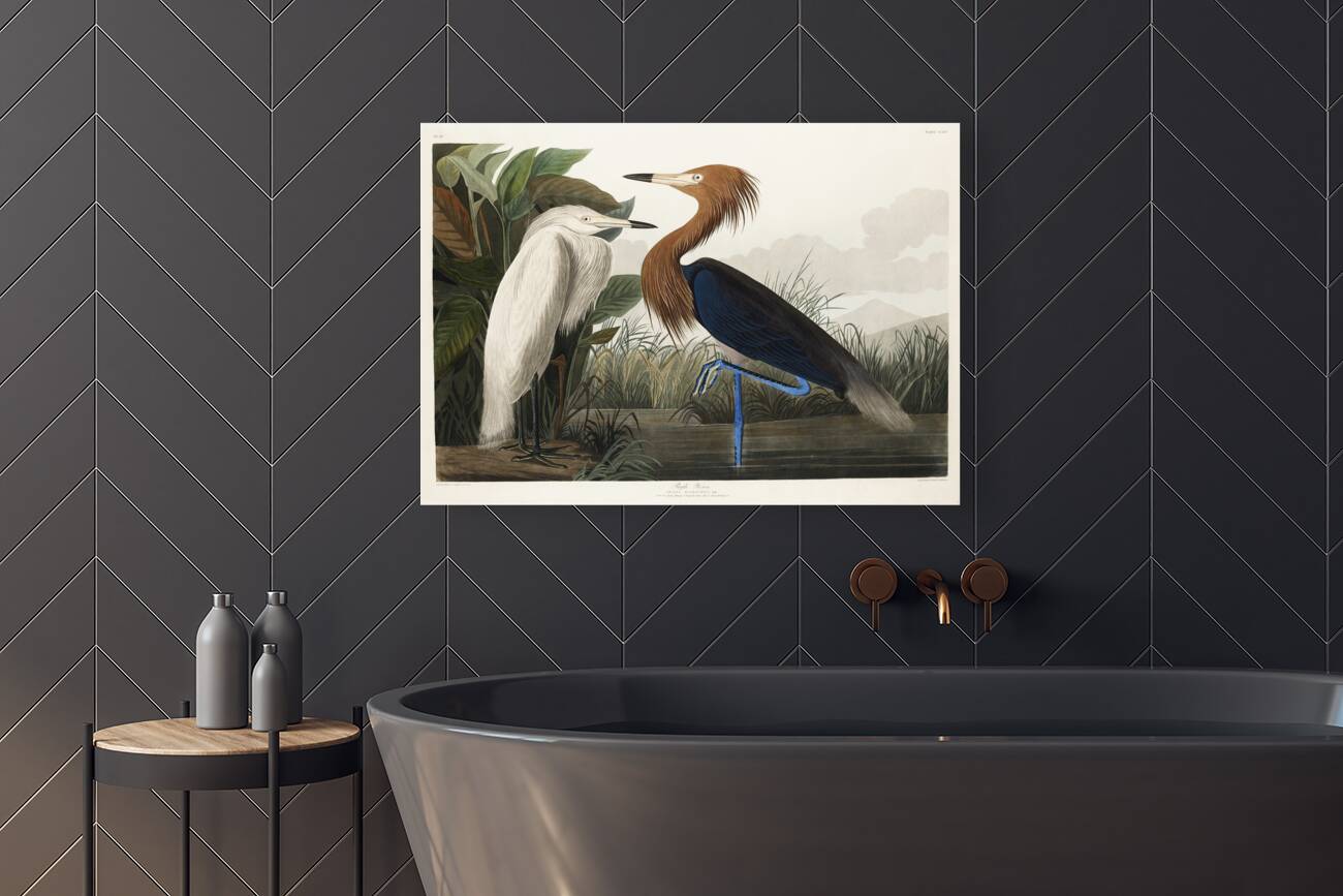 Purple Heron Reproduction