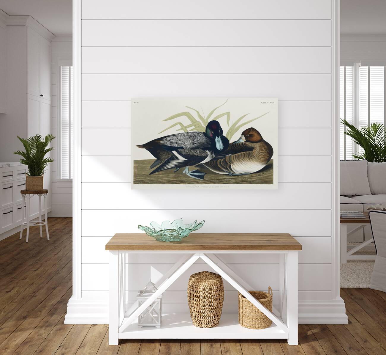 Scaup Duck Reproduction