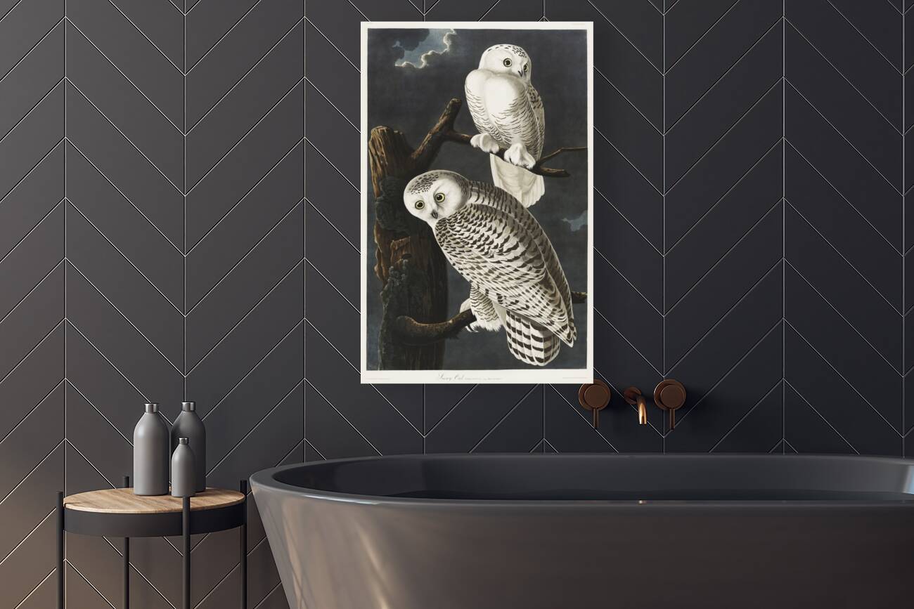 Snowy Owl Reproduction