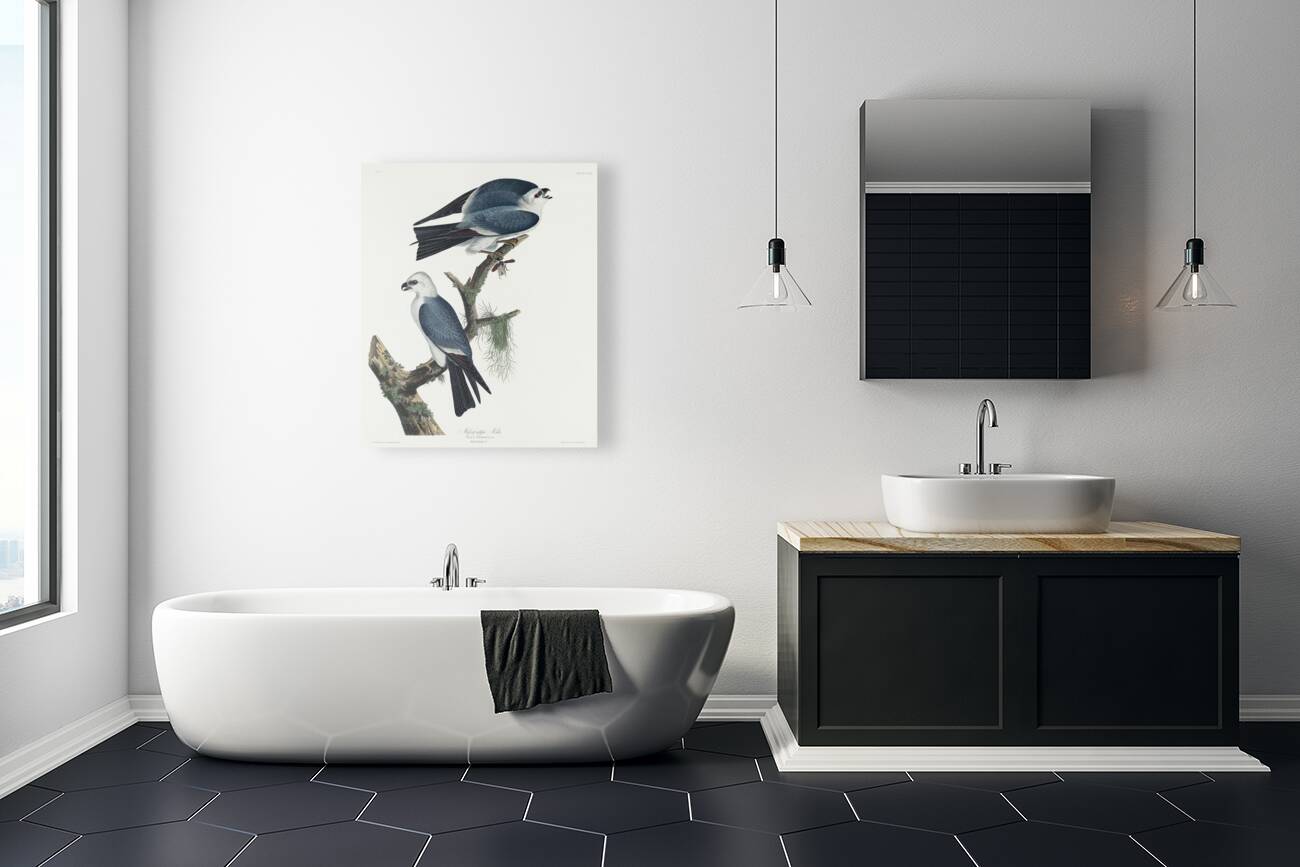 Mississippi Kite Reproduction