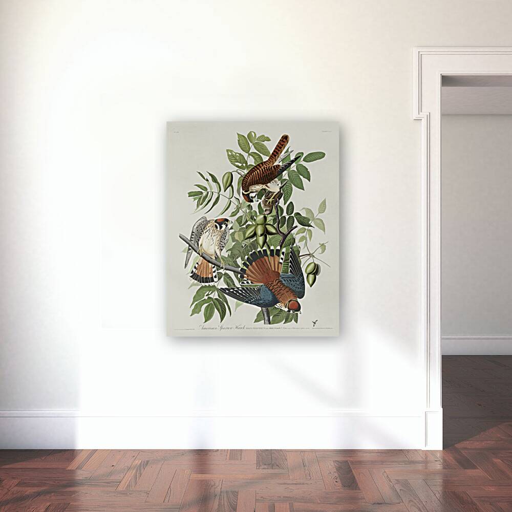 American Sparrow Hawk Reproduction