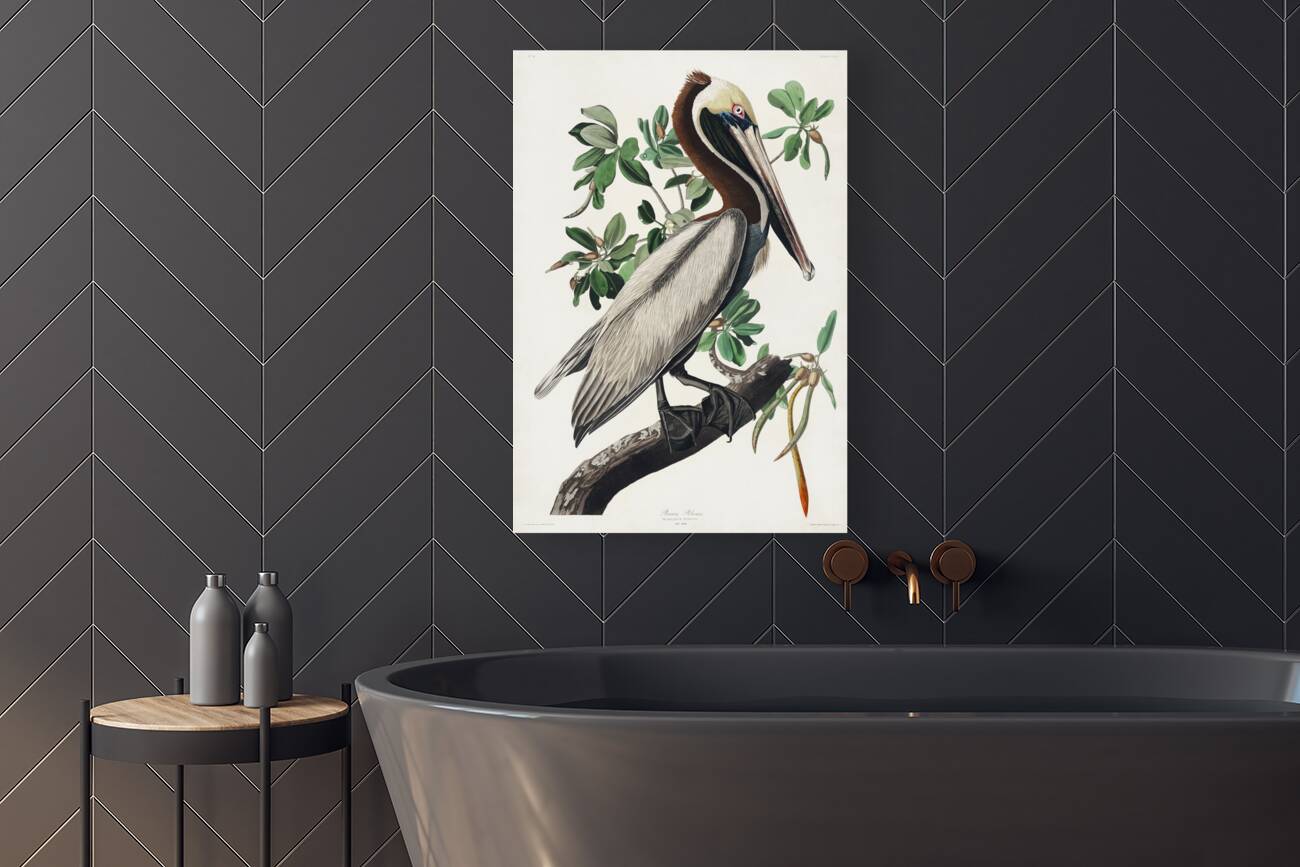 Brown Pelican Reproduction