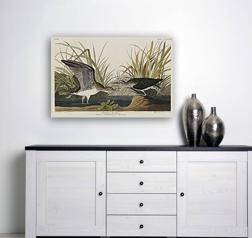 Solitary Sandpiper Reproduction